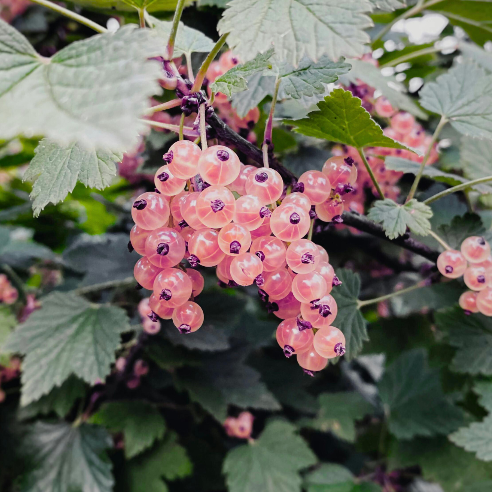 Redcurrant 'Jonkheer van Tets' BIO