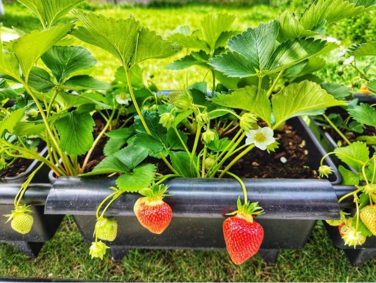 Aardbeipakket 3 bakken, planten en alle kweekbenodigheden (zonder BATO-rek)