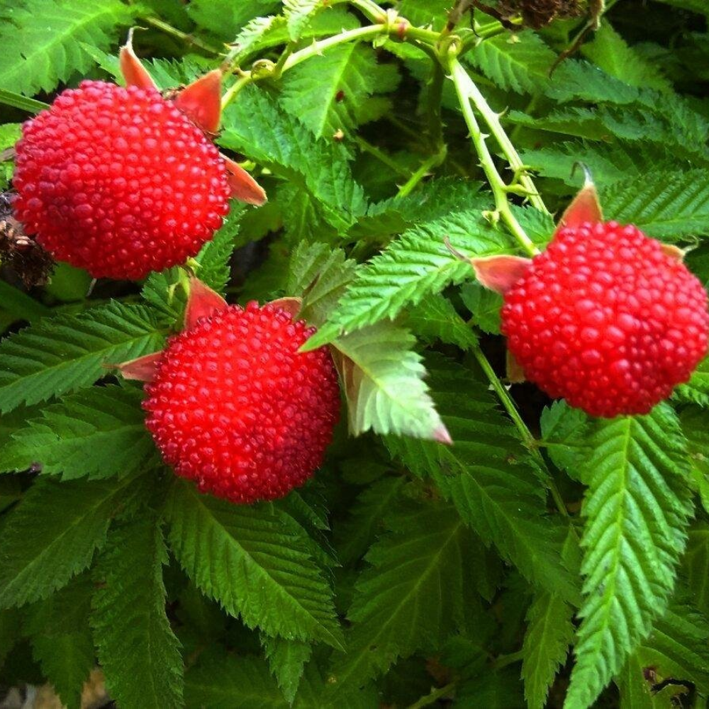 Fraise Framboise 'Astérix'