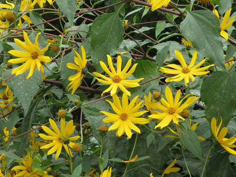 Aardpeer (helianthus tuberosus) -  5 knollen