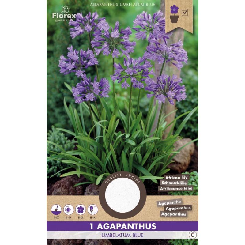 Agapanthus Umbelatum Blau 1.