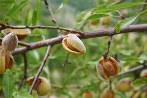 Amandier Tige basse - Prunus amygdalus 'Dulcis' - 80cm de haut - Pot de 5 litres