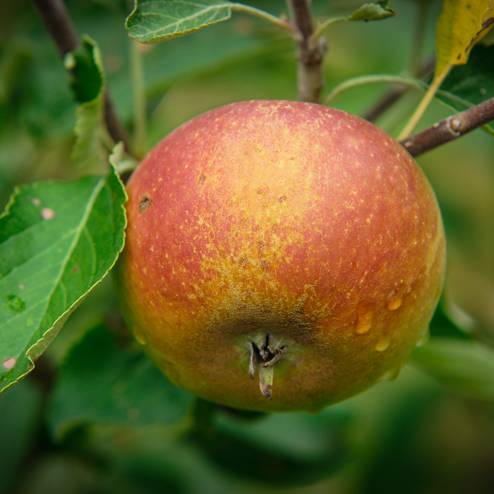 Laagstam appelboom 'Cox's Orange Pippin' BIO