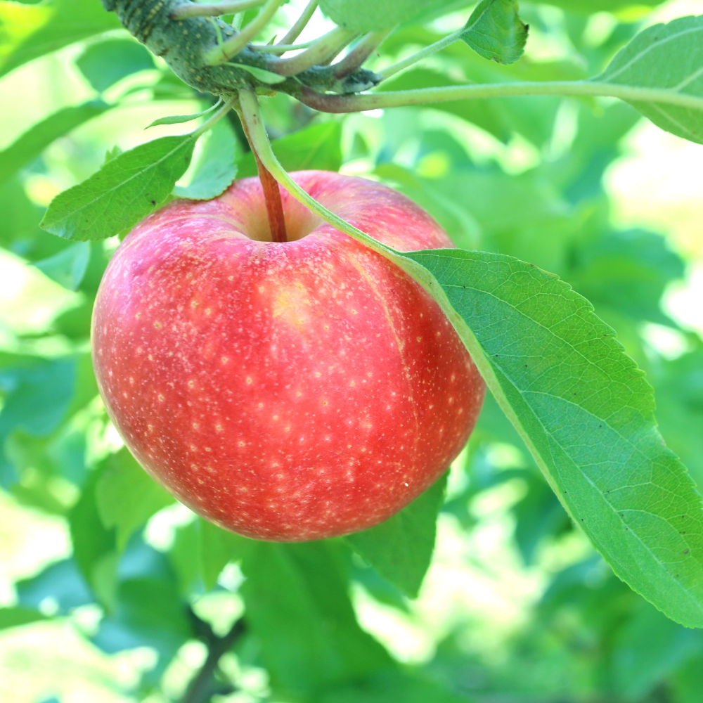 Laagstam appelboom 'Gala' BIO