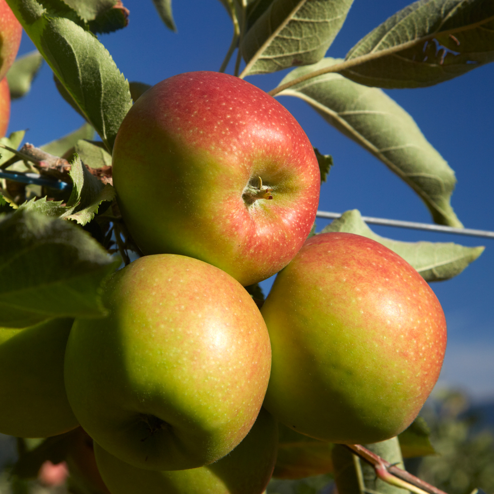 Laagstam appelboom 'Jonagold' BIO