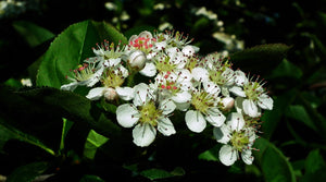 BIO Aronia prunifolia 'Viking' - pot de 2 litres