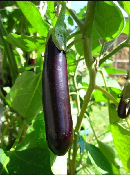 Aubergine Lange Violette 1 plant