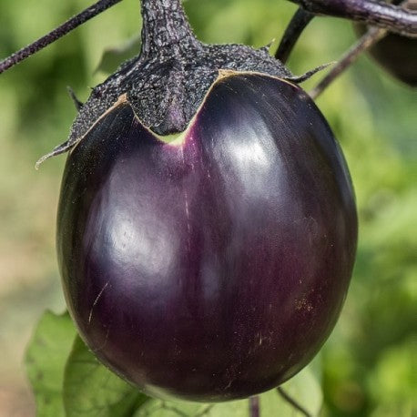 Aubergine Ronde de Valence 1 Pflanze