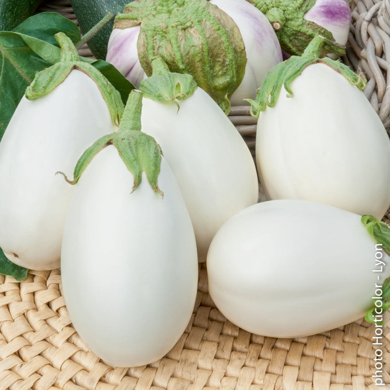 Aubergine blanche 'Clara F1' 1 plante