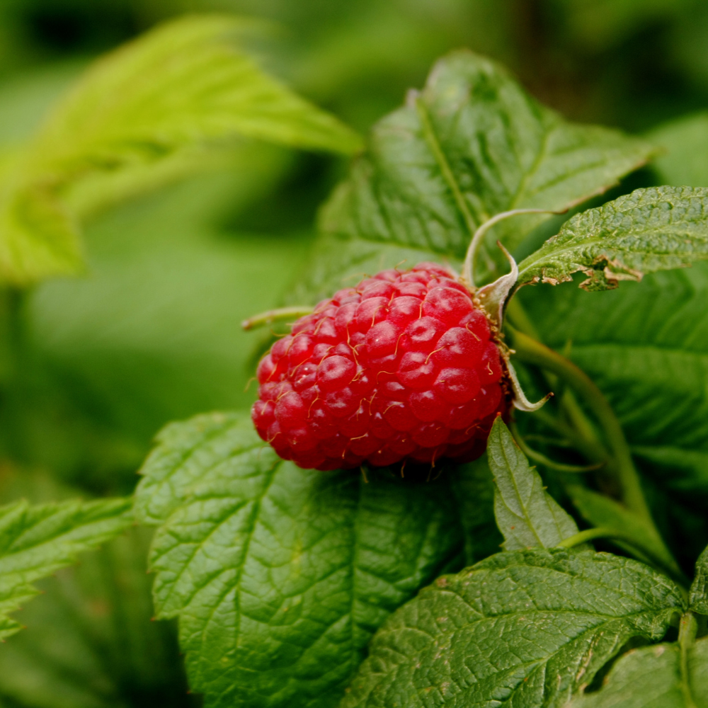 Autumn raspberry 'Autumn Bliss' BIO