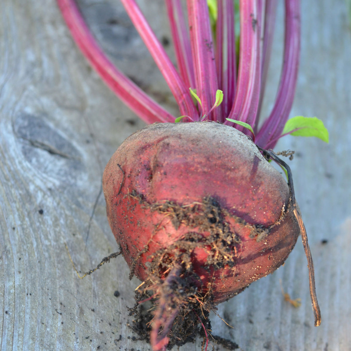 Beetroot Detroit hat 2 BIO-Samen verbessert