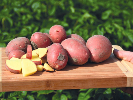 BIO Pflanzkartoffel Alouette rot 28/40 mittlere Sorte (Gewicht wählen)