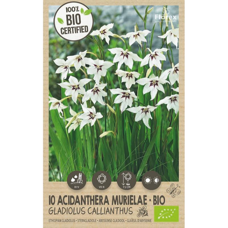 Bio Acidanthera-Gladiolus Callianthus 10 Stk.