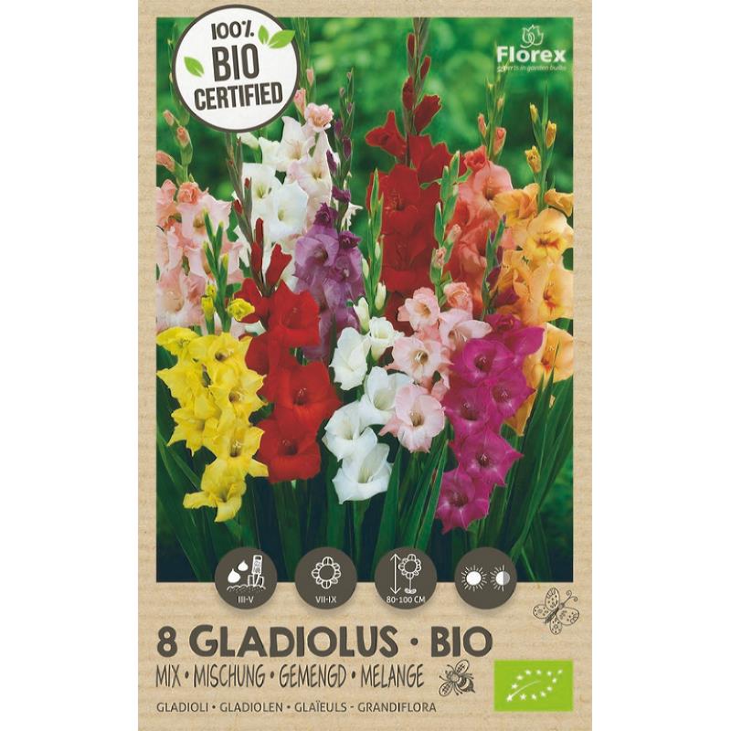 Bio Gladiolus Grandiflora Mischung 8 Stk.