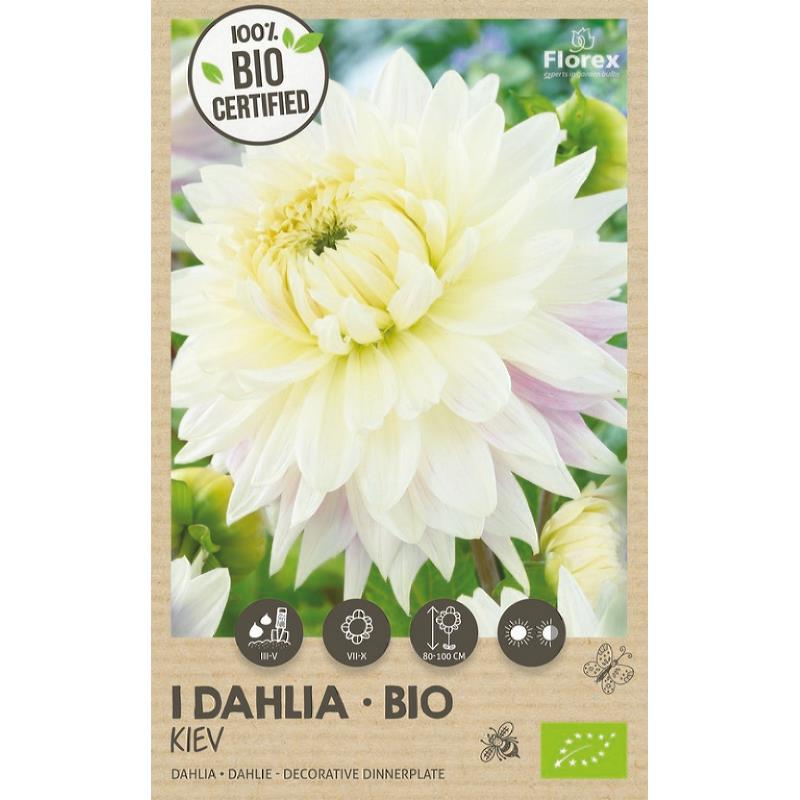 Bio-Dahlie Kiew XXL1st.