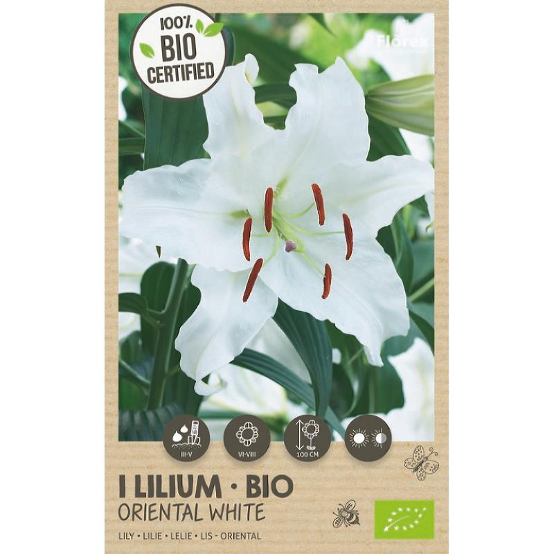 Lys Oriental Blanc Bio 1er.