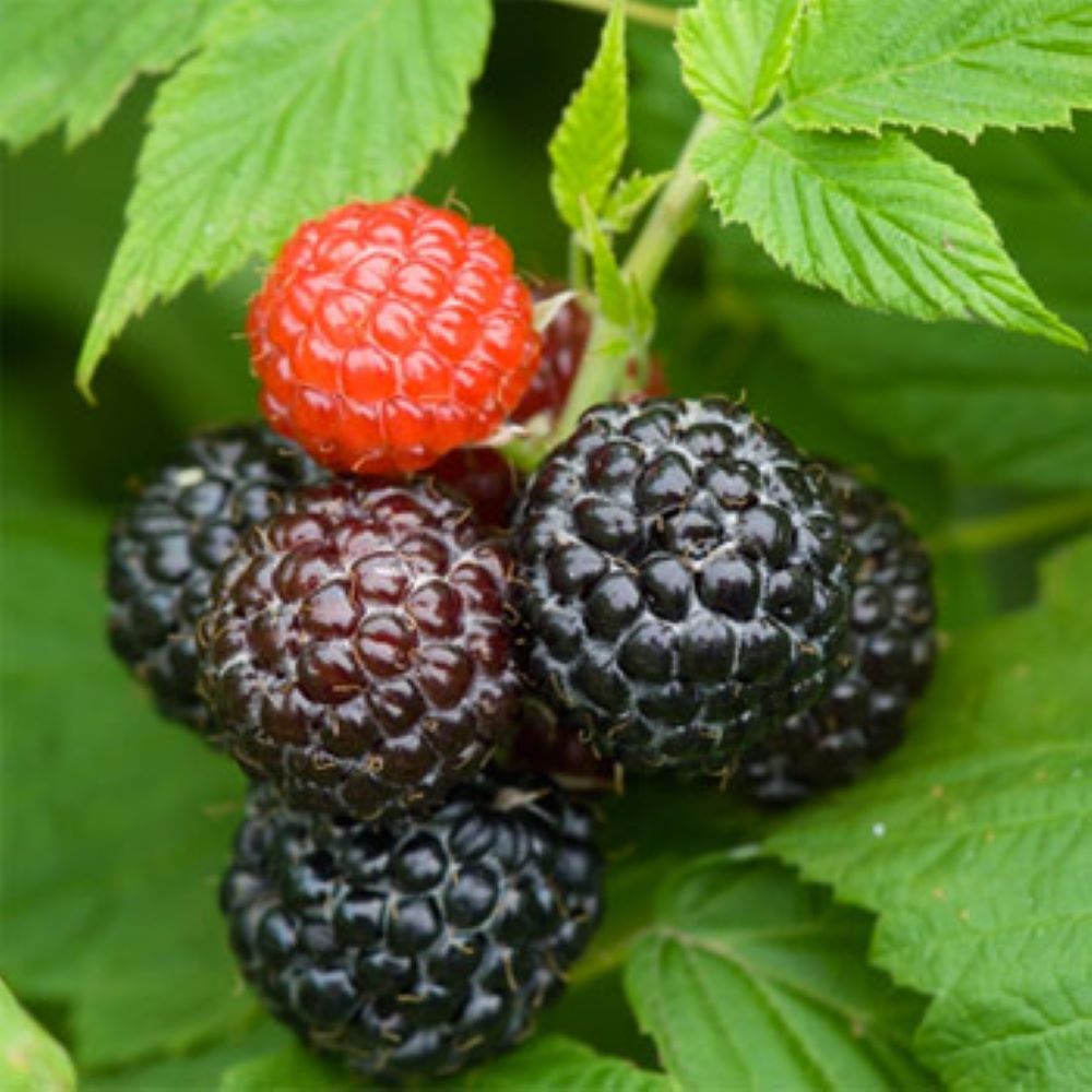 Framboise noire 'Black Jewel' BIO