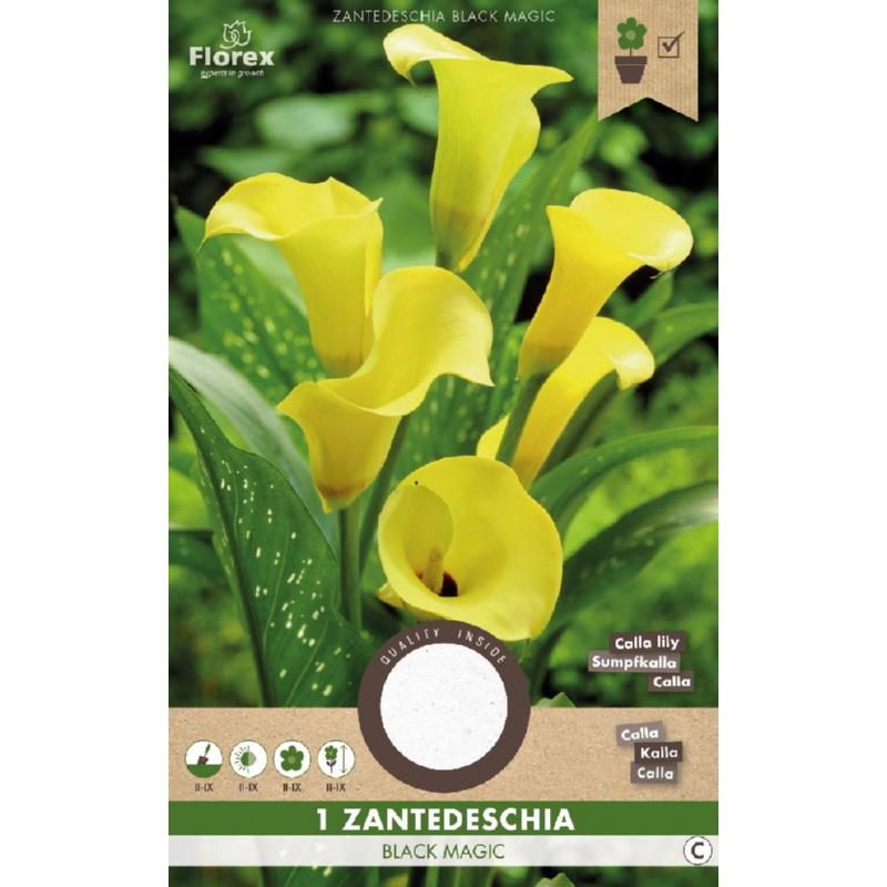 Calla Zantedeschia Black Magic Yellow 1.