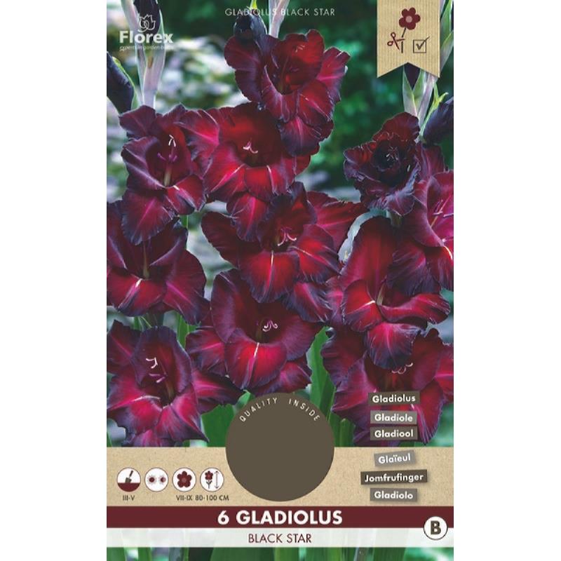 Gladiole Black Star 6St.