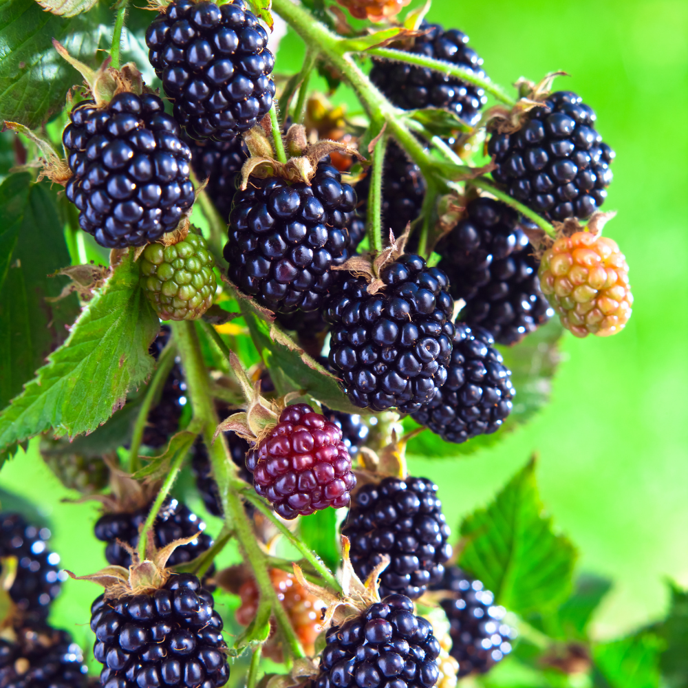 Thornless blackberry bush 'Black Satin' BIO