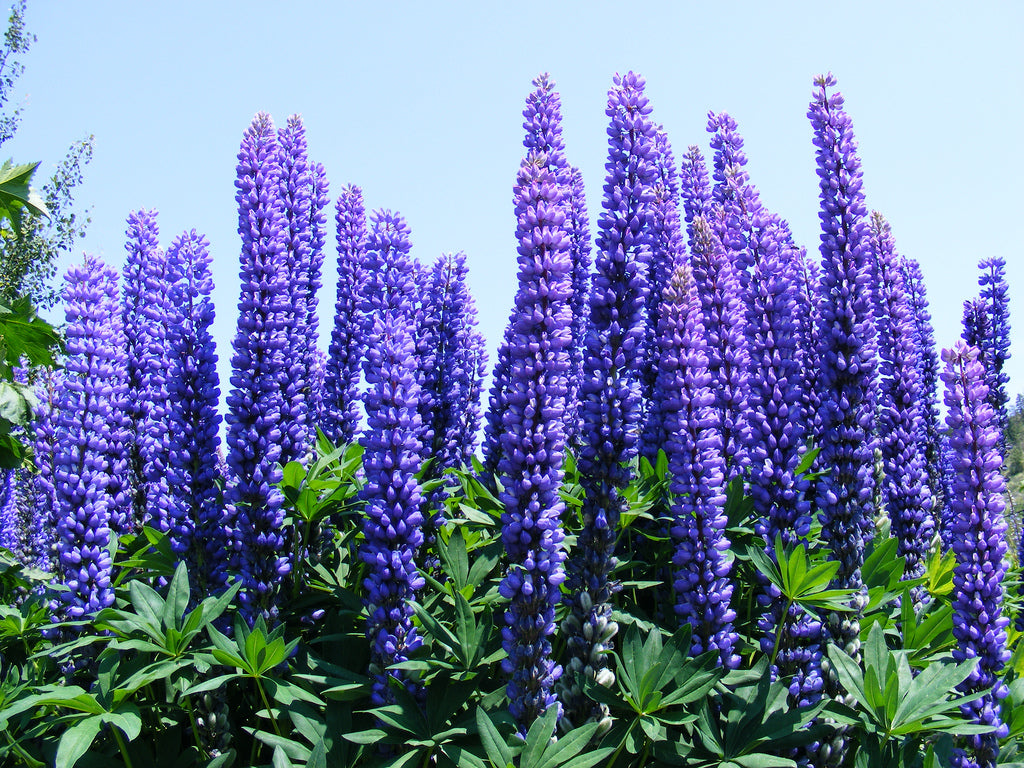 Groenbemester Lupine Blauwe