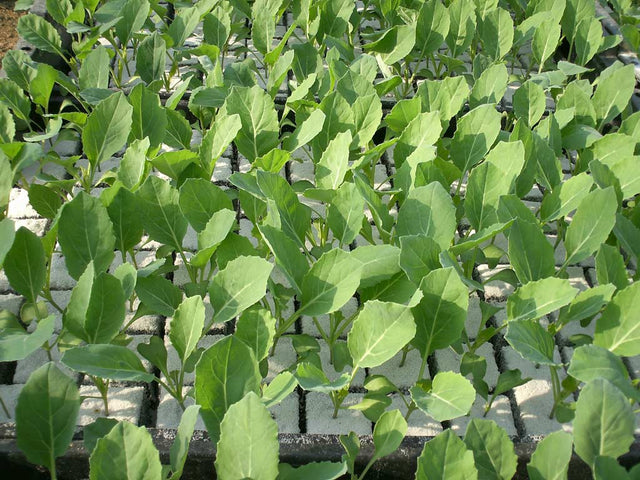 Bloemkoolplantjes voor vroege teelten en najaarsteelten