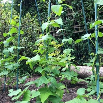 Stabiles Stützgestell „Bean Buddy“ für Bohnen und Kletterpflanzen (2,4m x 1,2m x 0,75m)