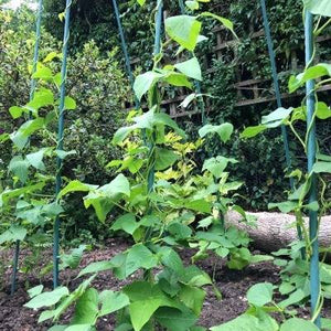 Stabiles Stützgestell „Bean Buddy“ für Bohnen und Kletterpflanzen (2,4m x 1,2m x 0,75m)