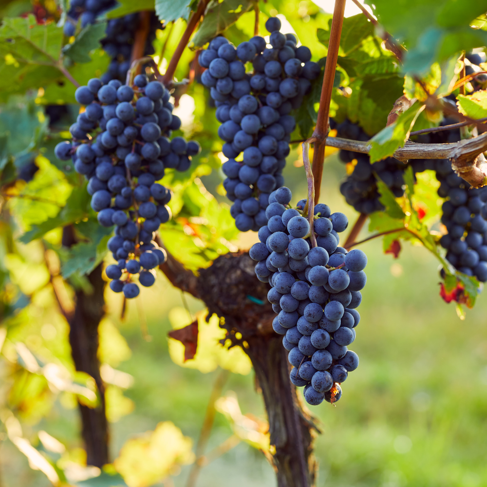 Vin rouge de raisin et manger du Vitis vinifera 'Boskoop Glory' en pot de 2 litres