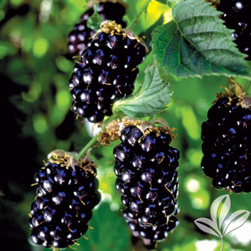 Dornenlose Brombeere 'Black Satin' BIO