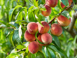 Nectarine Tige basse - Prunus n. 'Flavortop' - 80cm de hauteur - pot de 5 litres