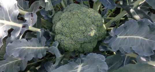 Broccoli plantjes 5 stuks