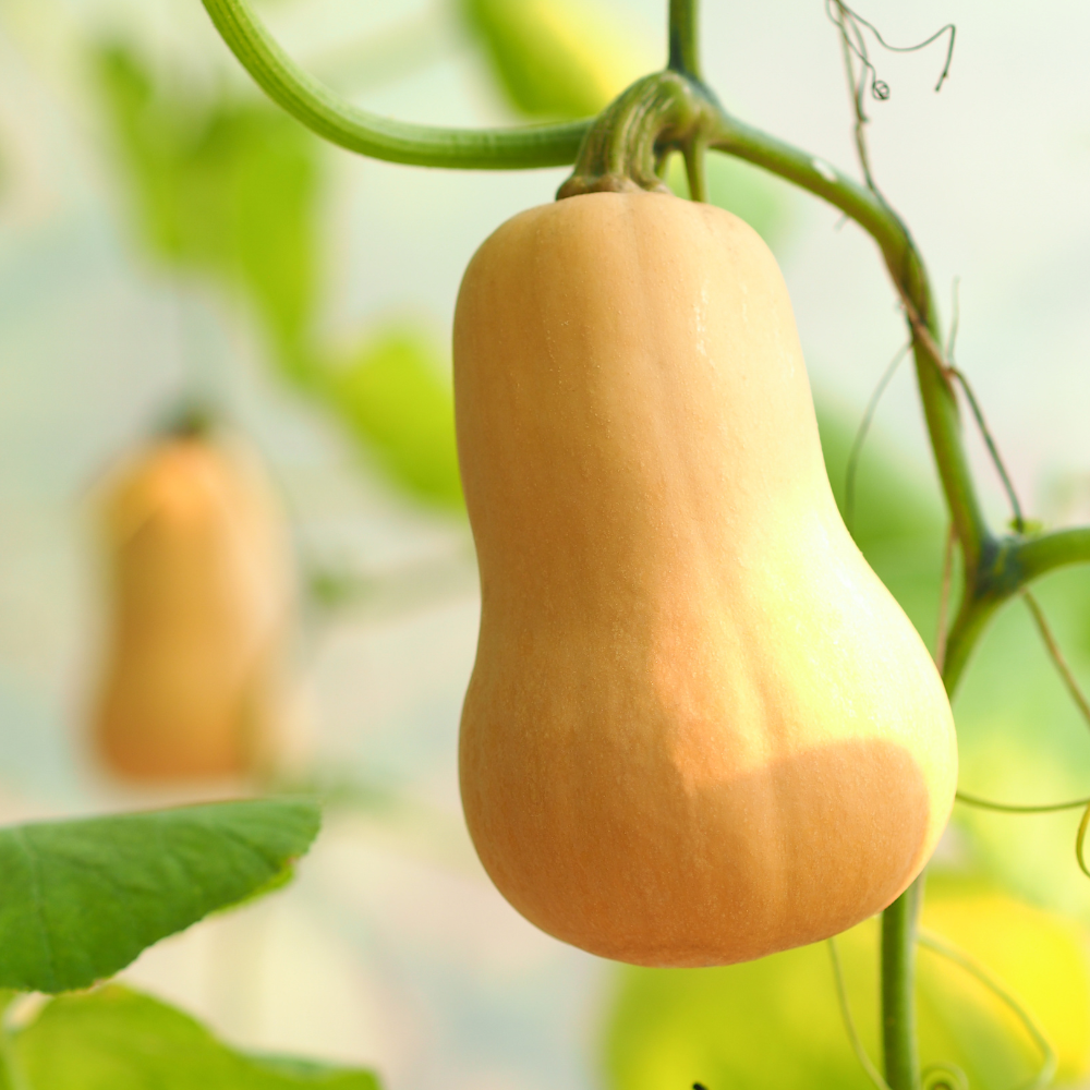 Butternut pompoen plant 1 stuk BIO