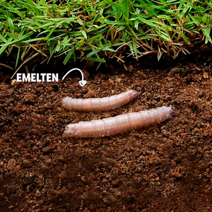 Emelten bestrijden met C-green