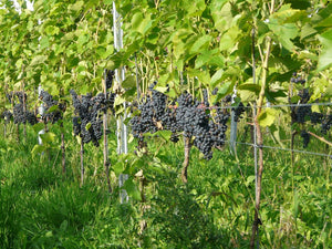 Vigne Cabernet Cantor sur porte-greffe SO4 (Piwi - résistant)