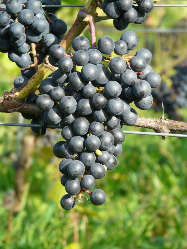 Vigne Divico sur porte-greffe So4 (Piou - résistant) - raisin également comestible