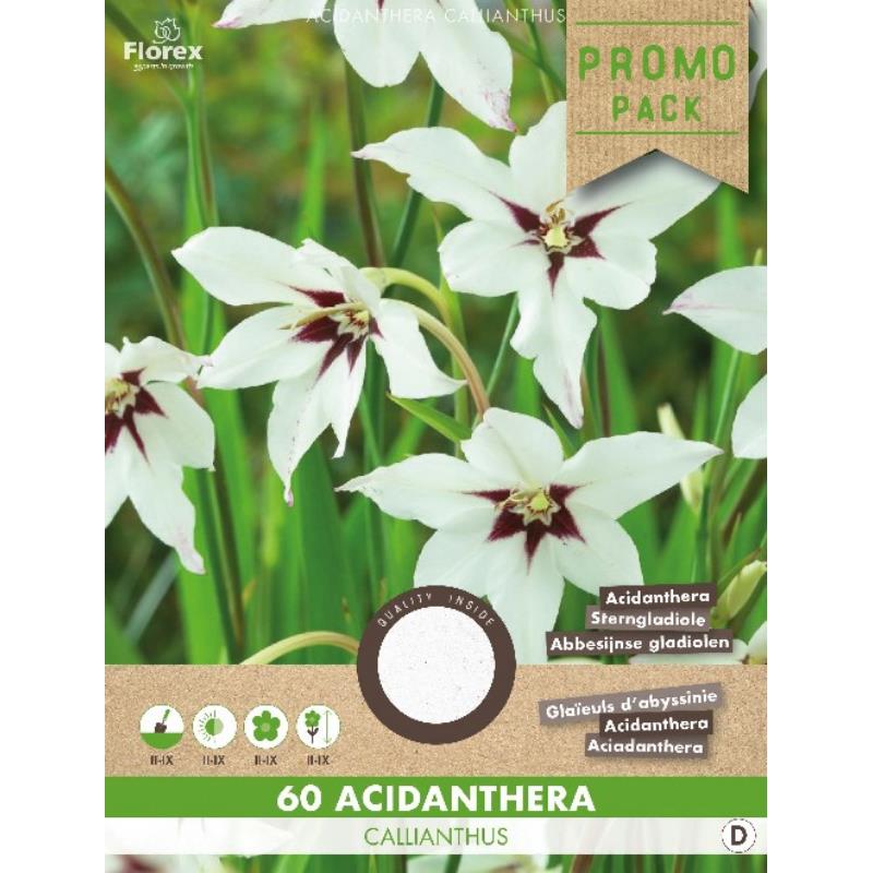 Acidanthera callianthus weiß 60 Stk.