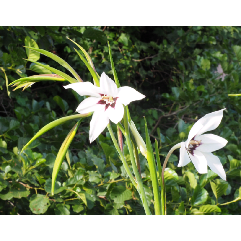 Acidanthera-Gladiolus Callianthus 25 Stk.