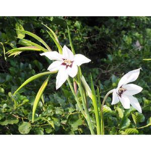 Acidanthera-Gladiolus Callianthus 25st.