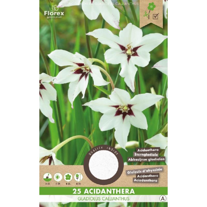 Acidanthera-Gladiolus Callianthus 25 pcs.