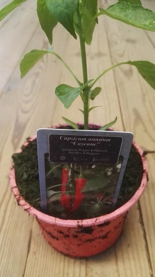 Peper pikant Cayenne in pot 1 plant 40000 Scoville