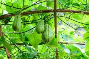 Chayote (Sechium edule) - 1 knol