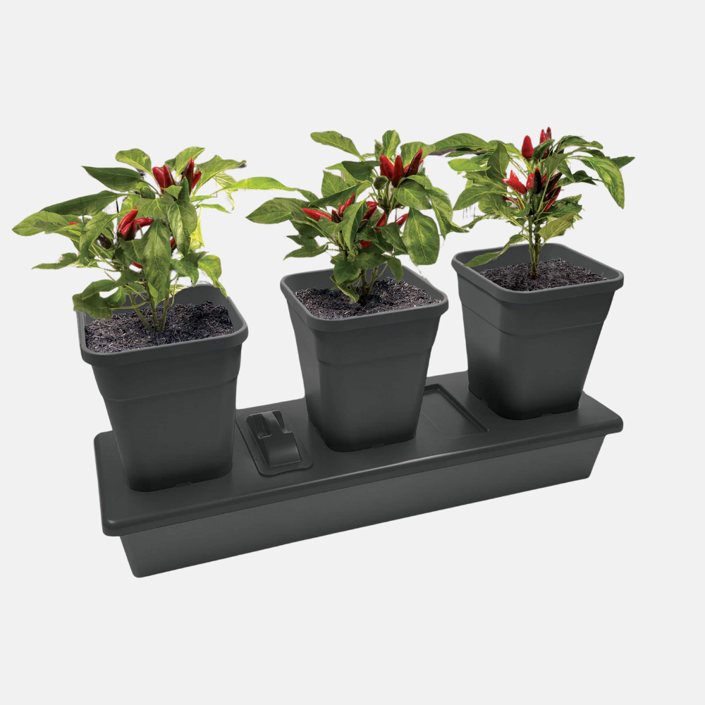 Chilligrow kweekset