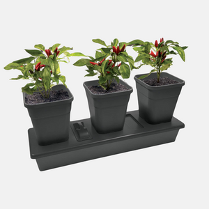 Chilligrow kweekset