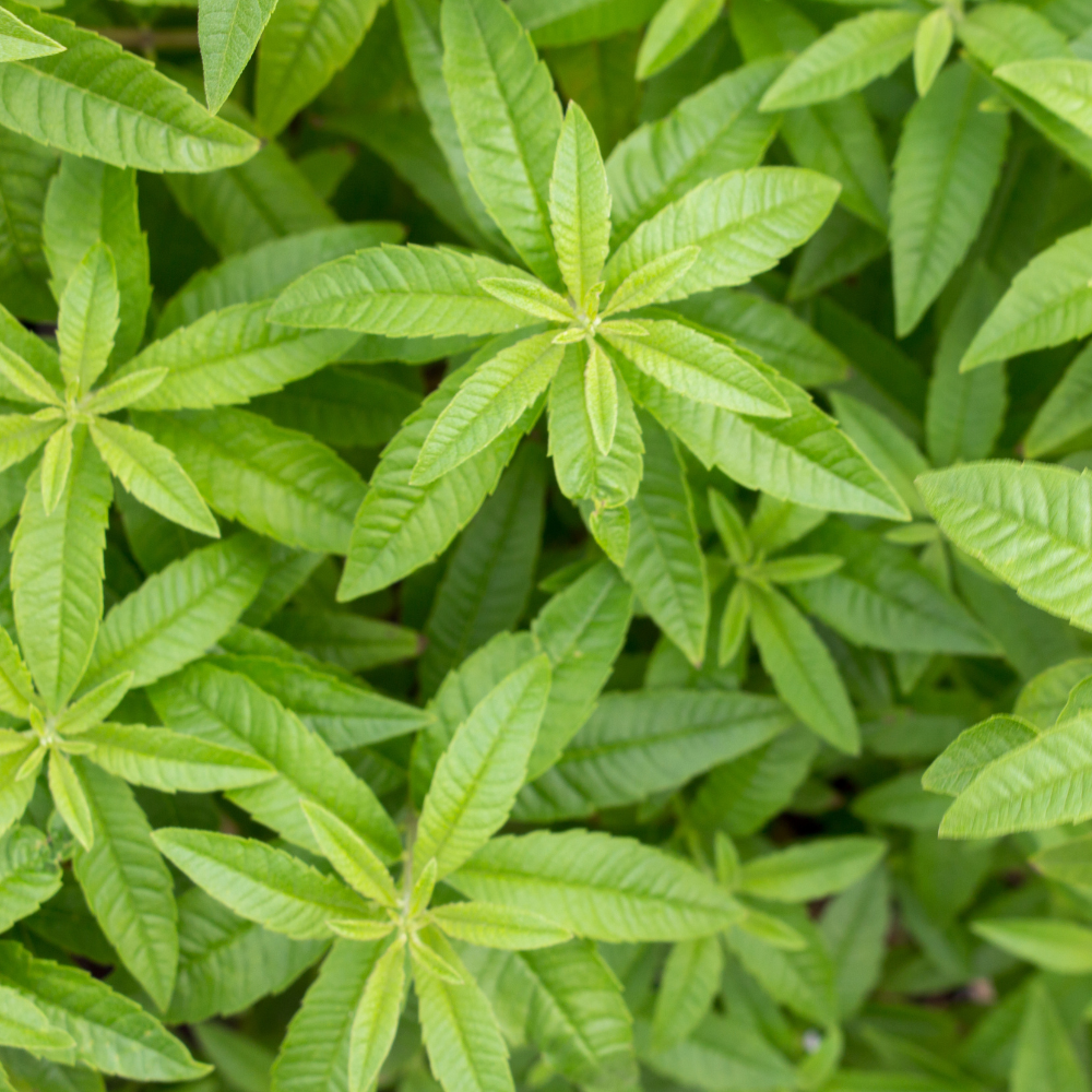 Citroenverbena (Aloysia citrodora) BIO