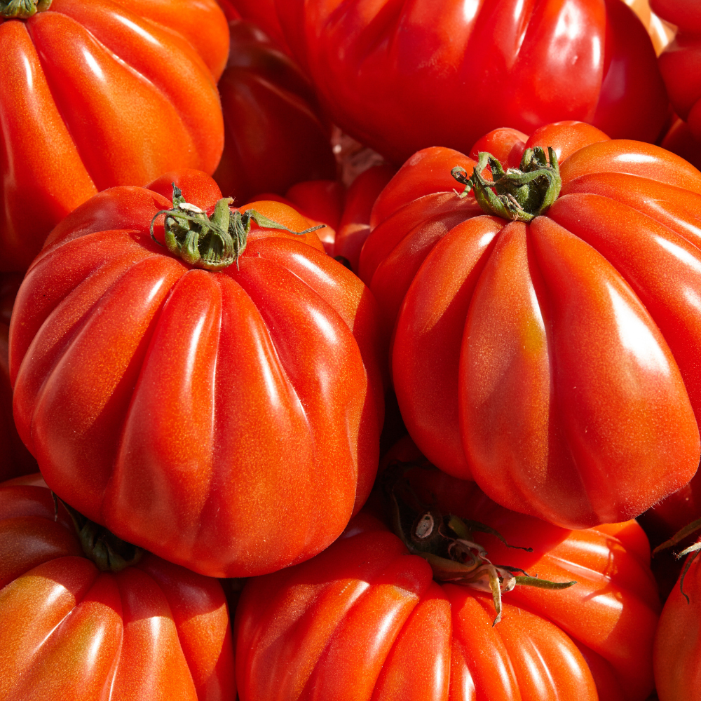 Coeur du boeuf tomaat plant 1 stuk BIO