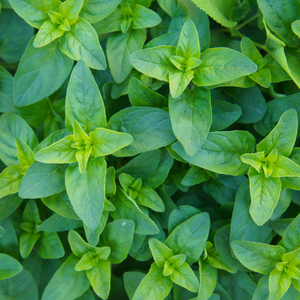 Compact oregano (origanum vulgare) - 'Compactum' BIO