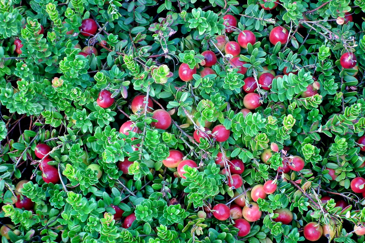 Cranberry-Cranberry 'Pilgrim'