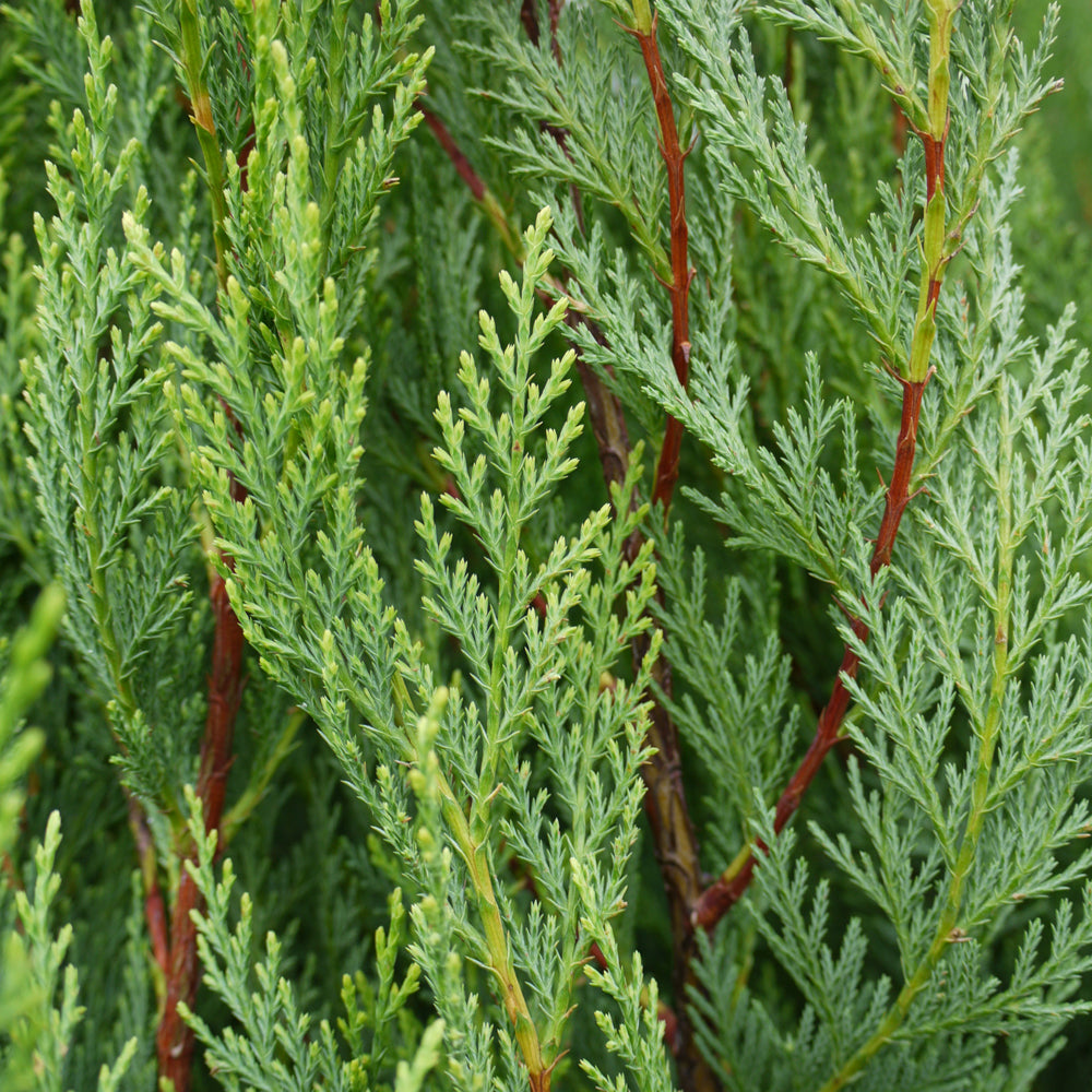 Leylandcipres (cupressocyparis leylandii) - in 4L pot - 80/100 cm