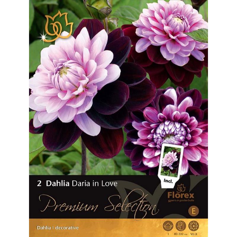 Premium Dahlia décoratif Daria amoureux 2pcs.